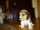 Preciosos cachorros de beagle, tricolor, linea isabelina,