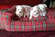 Preciosos cachorros de BICHON MALTES Disponibles ,, - Foto 1