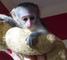 Preciosos monos capuchinos para adopción