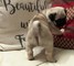 Pug cachorros disponibles