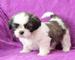 Regala shih tzus con pedigree loe