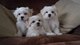 Regalo bichon maltes mini toy para adopcion,,,,,,,khalion meltes