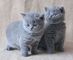 Regalo británico azul gatitos disposible