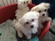 REGALO cachorro Bichon maltes - Foto 1