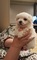 REGALO cachorro Bichon maltes para adopcion - Foto 1