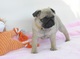 Regalo cachorros carlino pug para adopcion xxxxx