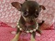REGALO Chihuahua Mini Toy Para Adopcion - Foto 1