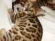 Regalo gato registrado de Bengala para la adopción - Foto 1