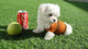Regalo gratis bichon maltes cachorros toy mini - Foto 1