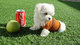 Regalo gratis bichon maltes cachorros toy mini