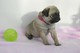 Regalo lindo carlino pug cachorros vvvv