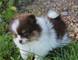 Regalo Muy Magnífico Cachorros Pomeranian,,,,Rwain bello duiobal - Foto 1