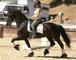 Regalo Negro Friesian caballo castrado - Foto 1