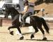 Regalo negro friesian caballo castrado