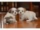 Regalo shih tzu cachorros para la adopcion//