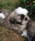 Regalo shih tzu cachorros para la adopcion//