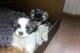 Regalo Shih tzus con pedigree LOE - Foto 1