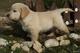 Regalo ,v golden retriever con pedigree loe de calidad