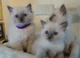 Registered ragdoll kittens