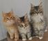 Registered Ragdoll Kittens Pure Bred - Foto 1