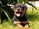 Rottweiler cachorros macho y hembra disponibles,,,,caloos - Foto 1