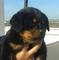 Rottweiler para montas. con pedigree