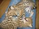 Servals exóticos y gatos de la sabana F1 - Foto 1