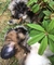 Shih tzu cachorros en adopcion// - Foto 1