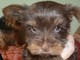 Tenemos una hermosa camada de cachorros de Yorkshire Terrier para - Foto 1