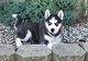 TU HUSKY, cachorros de HHusky ,Pura Raza - Foto 1