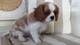 Vendo cachorros de cavalier,,zs - Foto 1