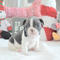 Vendo perro Bulldog francés de 6 meses y medio con chip rabia pas - Foto 1