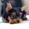 Yorckshire terrier cachorritos preciosos,,,,,,,,realliom bertina - Foto 2