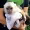 Alegres monos capuchinos para adopción