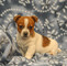 Amistoso Jack Russell cachorros disponibles - Foto 1