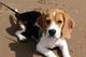 Beagles preciosa camada y tricolor con pedigr....de adoption
