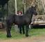 Caballos friesian hermosas en venta