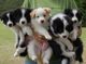 Cachorros border collie gratis - Foto 1