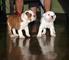 .cachorros de bulldog inglés registrados para adopción