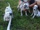 Cachorros de maine coon dalimata inteligente preciosos pura raza