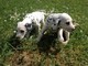 Cachorros de Maine coon dalimata inteligente preciosos pura raza - Foto 2
