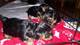 Cachorros de pura raza de yorkshire mini toy teacup increibles - Foto 2