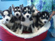 Cachorros husky siberiano