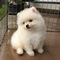 Cachorros pomeranian super