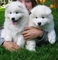 Cachorros samoyedos pendientes para ti