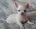 Chihuahua toy muy bonitos criados en ambiente familiar Chihuahuas - Foto 1