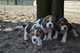 Compra Venta Impresionante kc cachorros beagle r - Foto 1