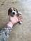 Disponemos de cachorros de beagles se entregan con vacunas - Foto 1