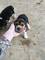 Disponemos de cachorros de beagles se entregan con vacunas - Foto 2