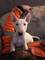Disponible camada de Staffordshire bull terrier, rojos - Foto 2